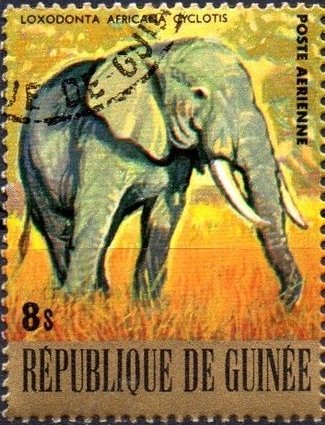 African Elephant (Loxodonta africana)