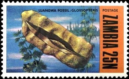 Glossoptoris
