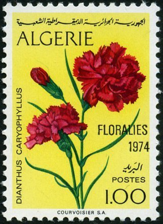 Dianthus caryophyllus