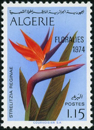 Strelitzia reginae Overprint