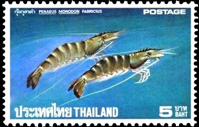Giant Tiger Prawn (Penaeus monodon)