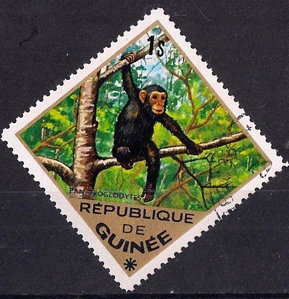 Chimpanzee (Pan troglodytes)