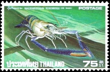 Giant Freshwater Prawn (Macrobrachium rosenbergii)