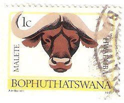 Stamp, African Buffalo (Syncerus caffer), South Africa, Homelands,  , Mammals, Animals (Fauna), Buffaloes