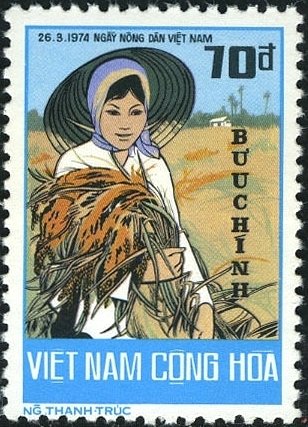 Rice harvest