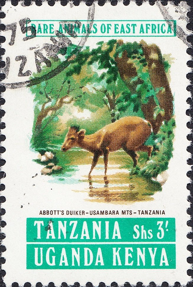 Abbott's Duiker (Cephalophus spadix), Tansania