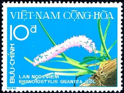Rhynchostylis gigantea