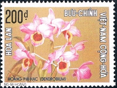 Dendrobium nobile