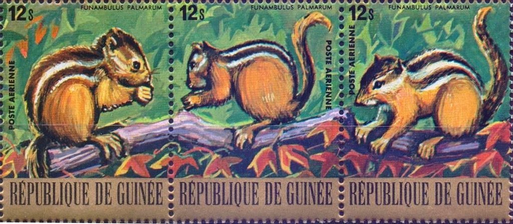 Indian Palm Squirrel (Funambulus palmarum) - Stripe of 3 Sta