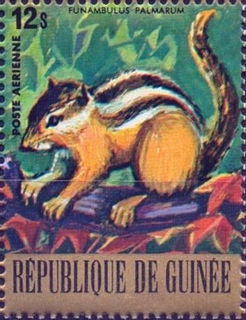 Indian Palm Squirrel (Funambulus palmarum)