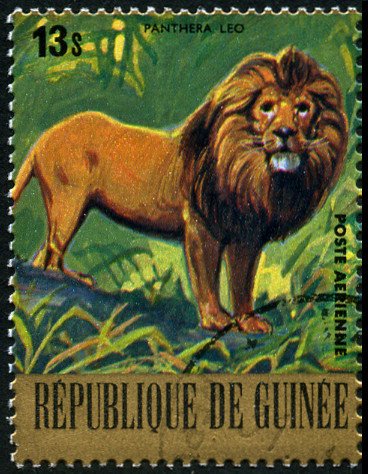 Lion (Panthera leo)