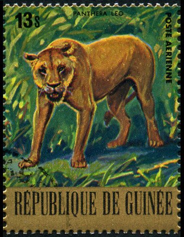 Lion (Panthera leo)