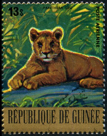 Lion (Panthera leo)