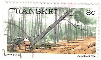 Felling timber