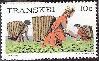 Picking tea
