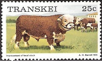 Cattle (Bos primigenius taurus)