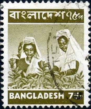 Tea pickers