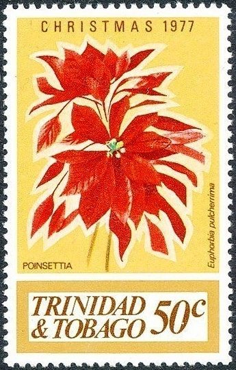 Euphorbia pulcherrima