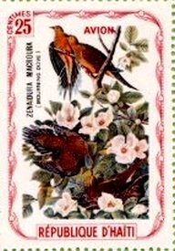 Mourning Dove