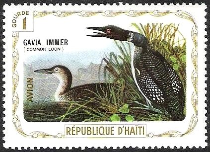 Common loon (Gavia immer)
