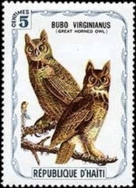 Great Horned Owl
