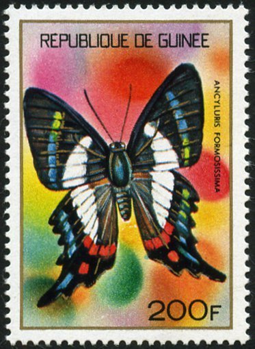 Butterfly (Ancyluris formosissima)