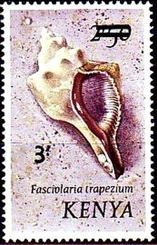 Trapezium Horse Conch (Fasciolaria trapezium)