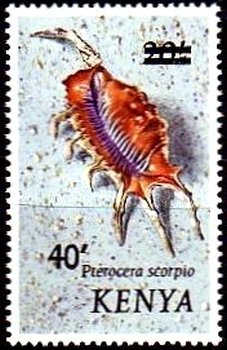 Scorpion Conch (Pterocera scorpio)