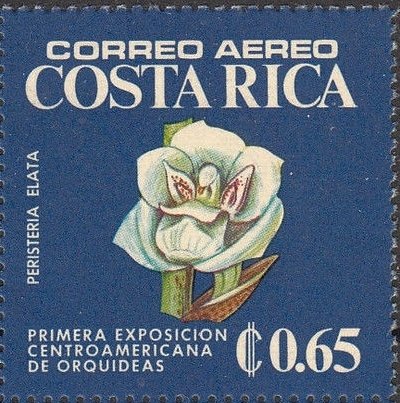 Peristeria elata