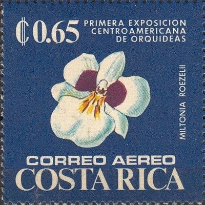 Miltonia roezellii