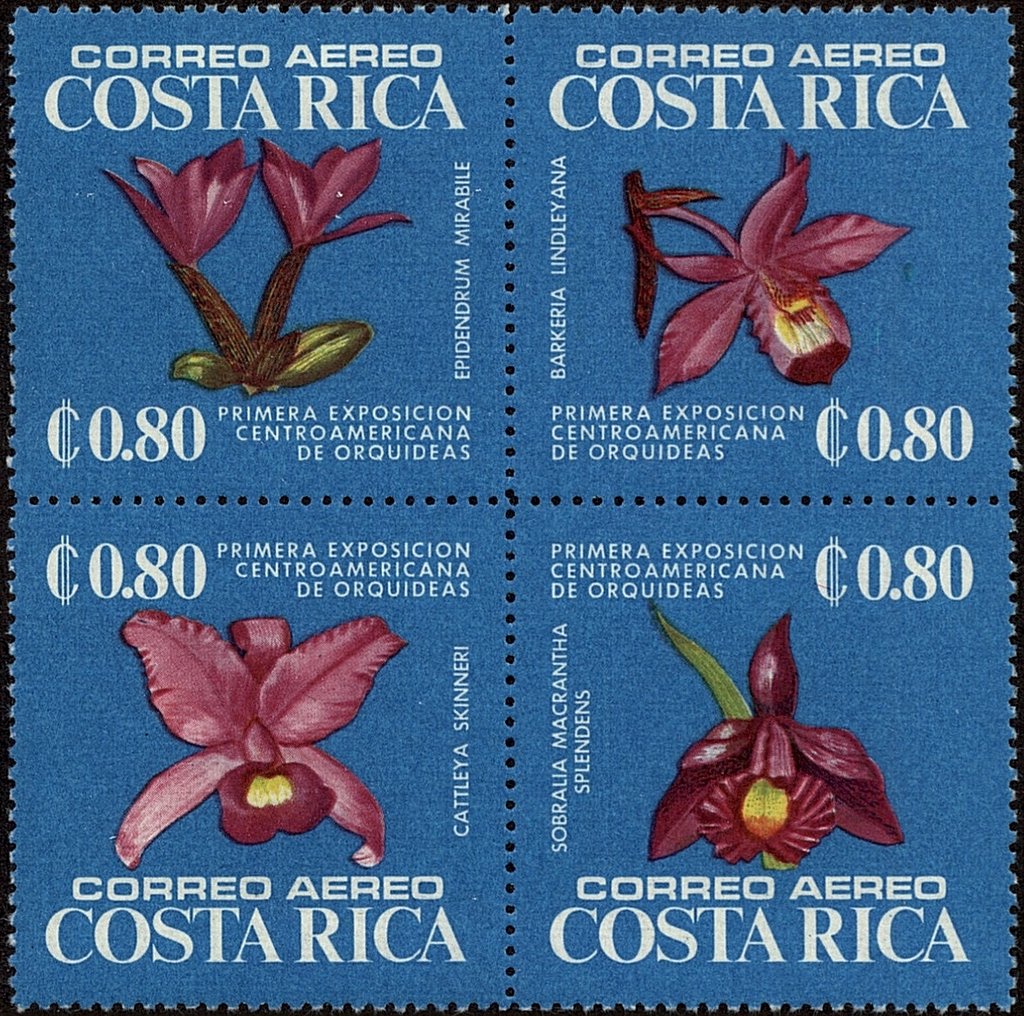 Orchids