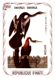 Anhinga (Anhinga anhinga)