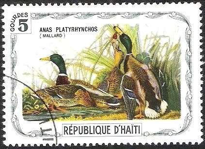 Mallard (Anas platyrhynchos)