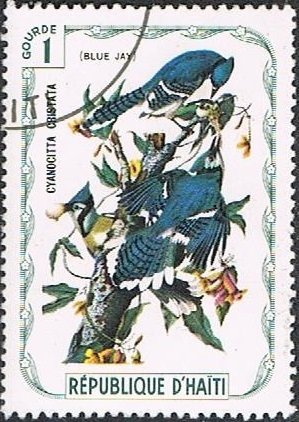 Blue jay (Cyanocitta cristata)