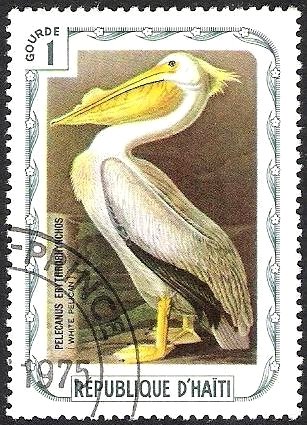 American white pelican (Pelecanus erythrorhynchos)