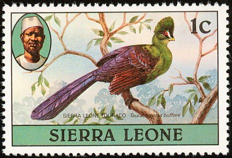Guinea Turaco (Tauraco persa)