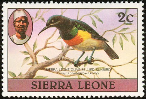 Olive-bellied Sunbird (Cinnyris chloropygius)