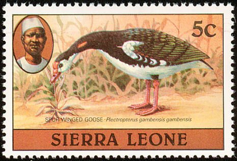 Spur-winged Goose (Plectropterus gambensis)