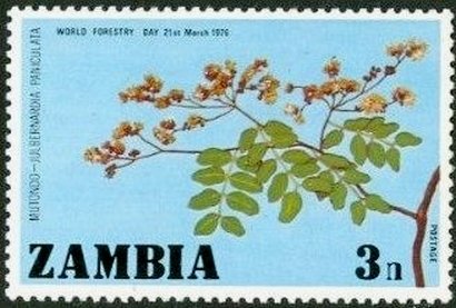 Julbernardia Paniculata