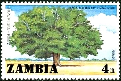 Stamp, Sycamore fig. 9n,, Zambia,  , Trees, Plants (Flora)