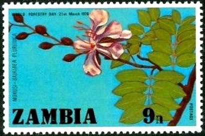 Baikiaea plurijuga.
