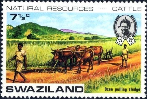 Oxen pulling plow