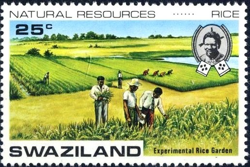 Experimental rice plantation