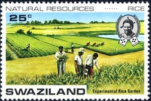 Stamp, Experimental rice plantation, Swaziland,  