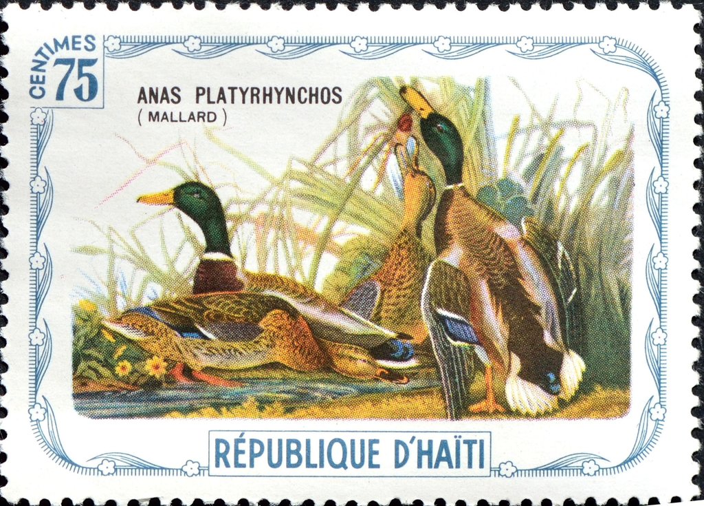 Mallard (Anas platyrhynchos)