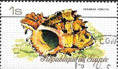 African Murex (Hexaplex hoplites)