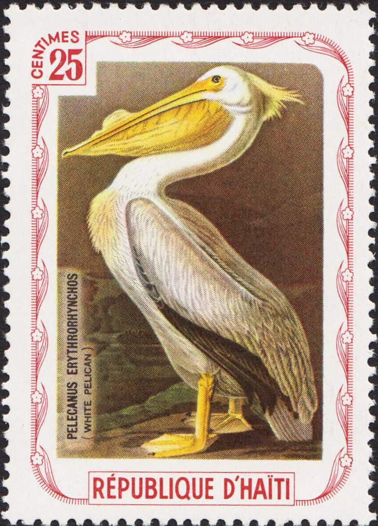 White Pelican