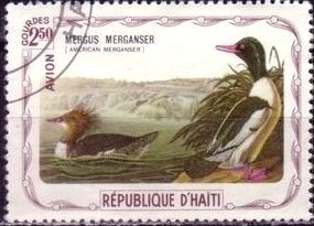 Common Merganser (Mergus merganser)