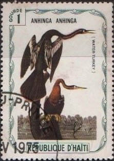 Anhinga (Anhinga anhinga)