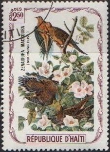 Mourning Dove (Zenaidura macroura)